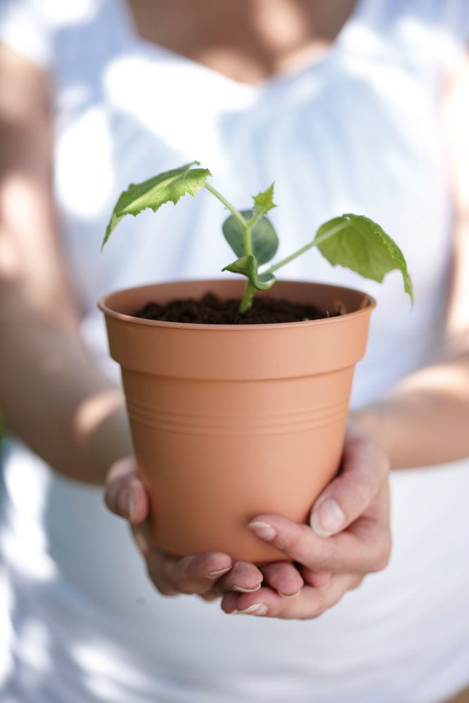 Green Basics Kweekpot 35