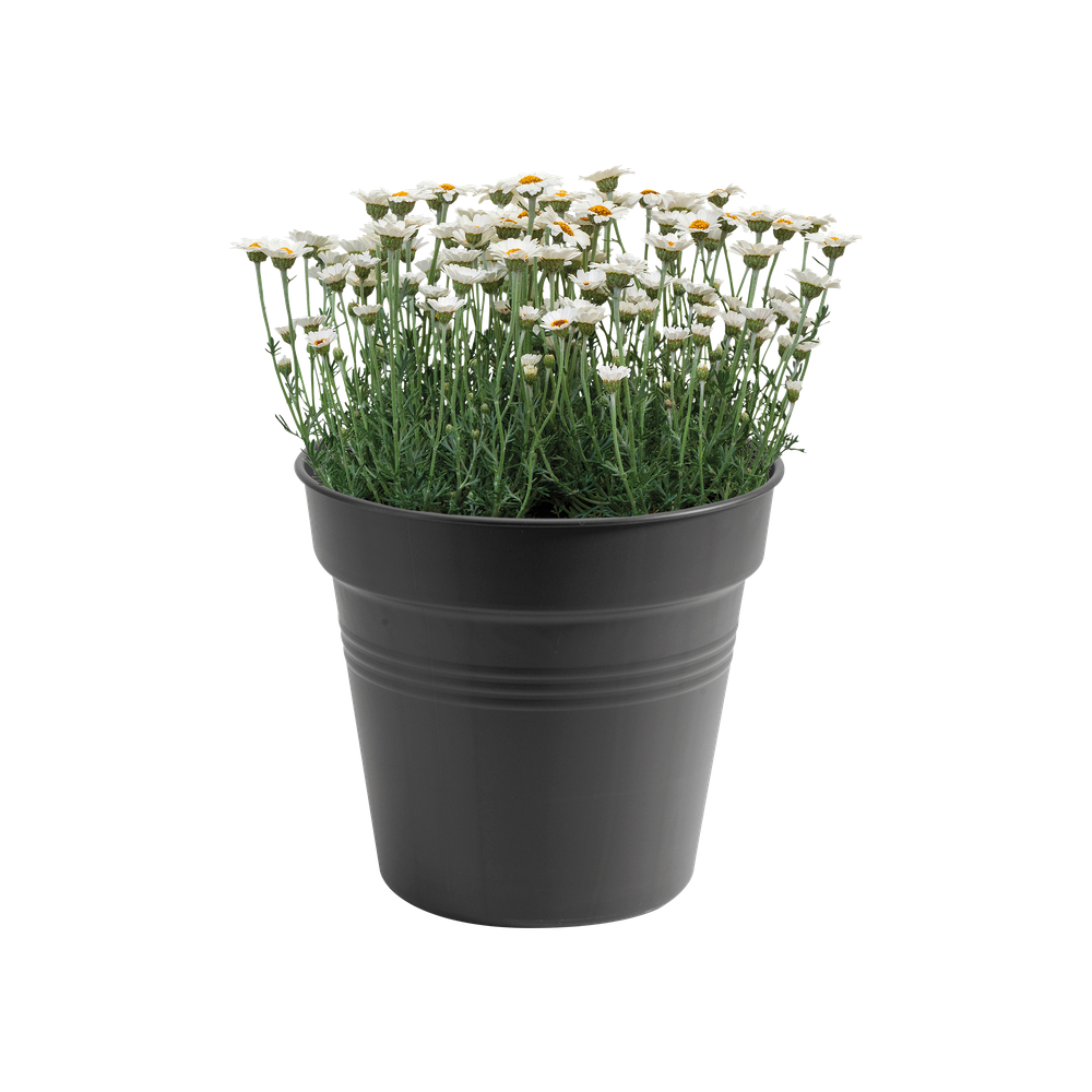 Green Basics Kweekpot 30