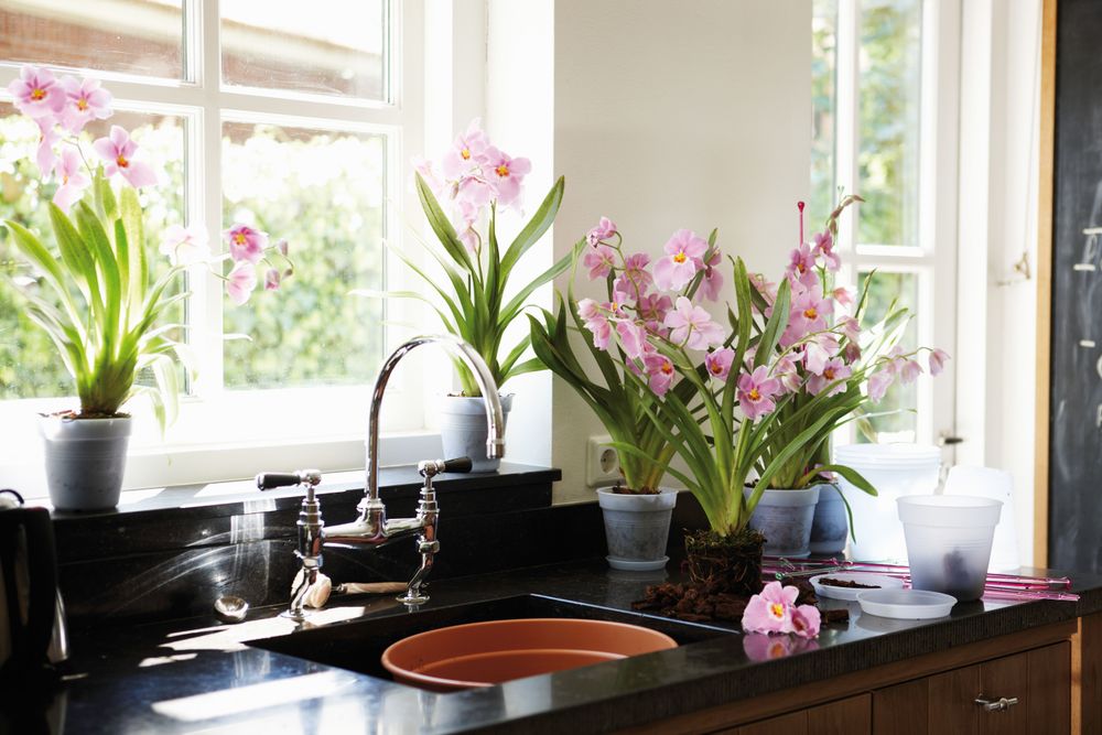 Green Basics Orchidee Schotel 14