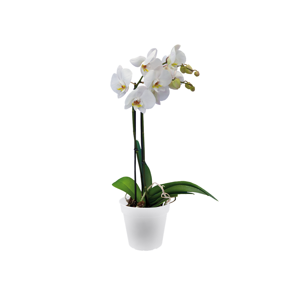 Green Basics Orchidee 13