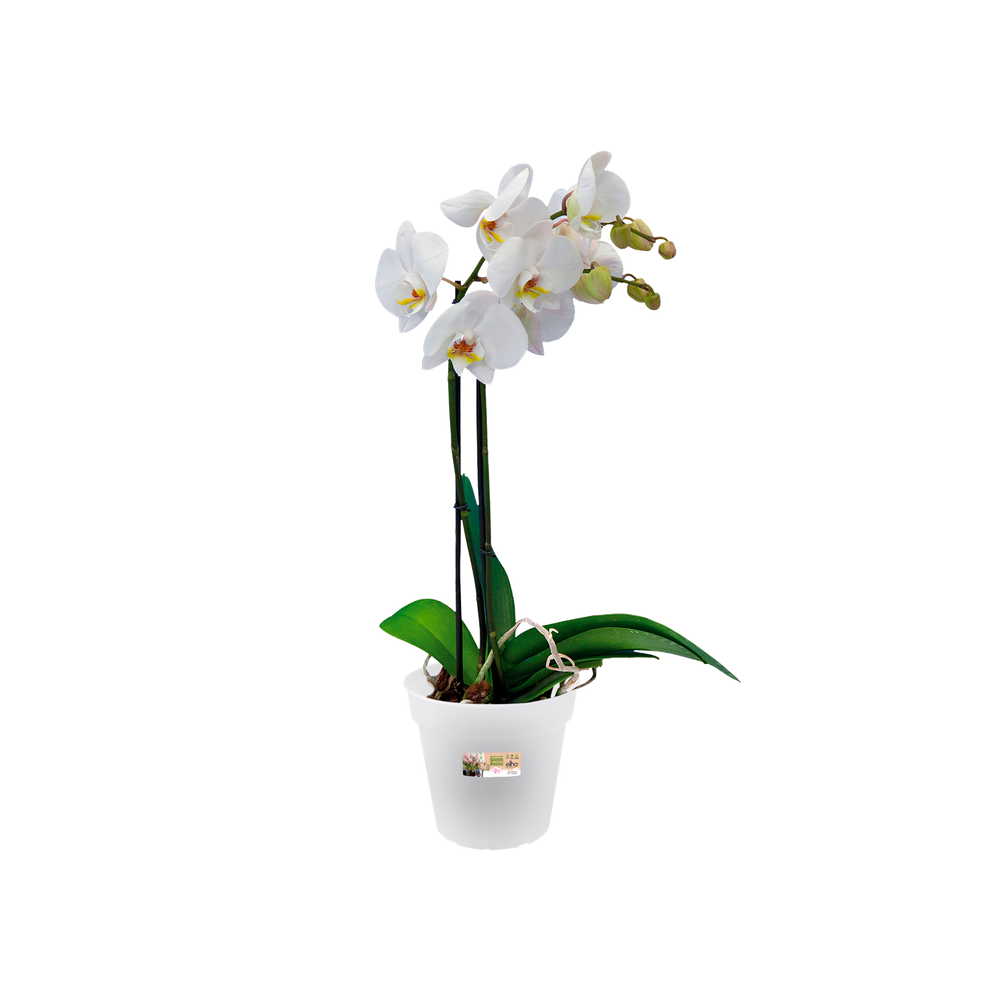 Green Basics Orchidee 13