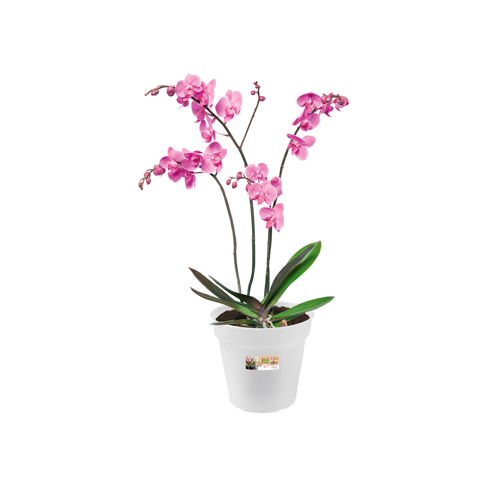 Green Basics Orchidee 17