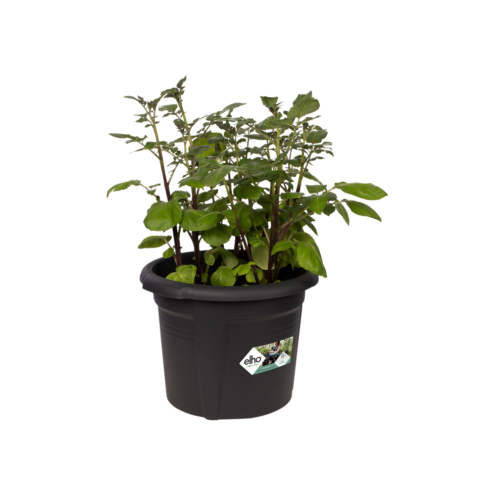 Green Basics Aardappel Pot 33