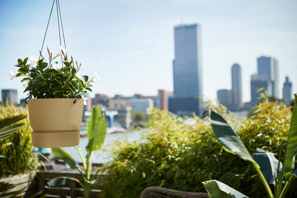 Greenville Hanging Basket 24