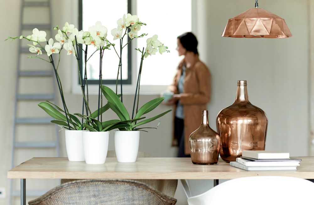 Brussels Diamond Orchidee Hoog 12,5