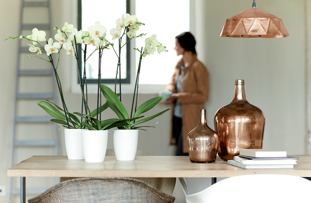 Brussels Diamond Orchidee Hoog 12,5