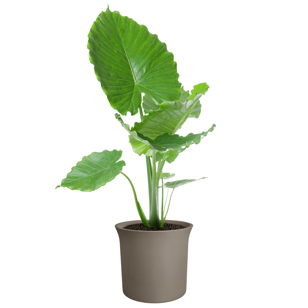 June Tulip 47