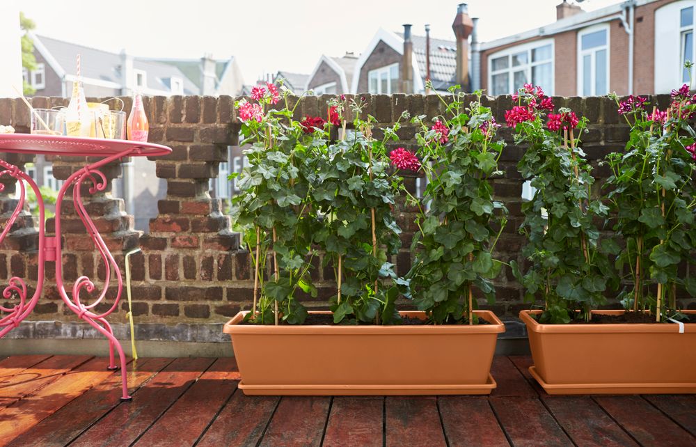 Barcelona Xl Schotel 60