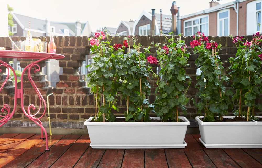 Barcelona Xl Schotel 60