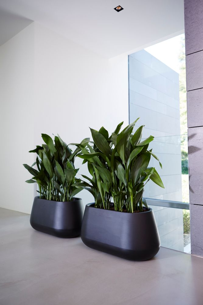 Pure Cone Long Wheels 75