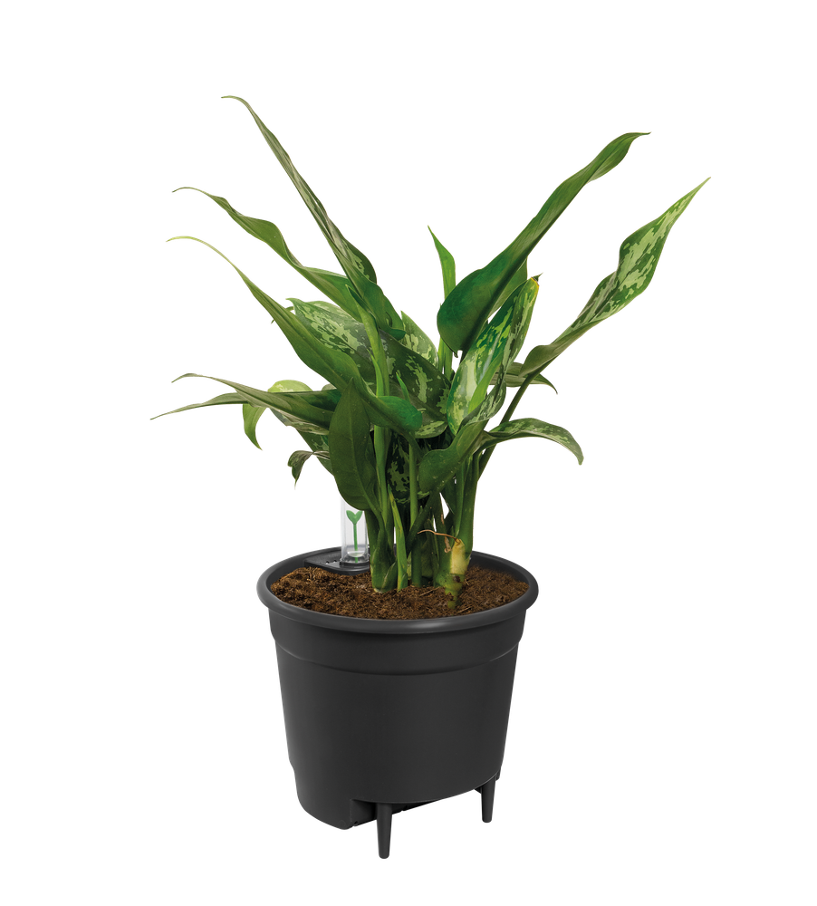 Self-watering Insert 13