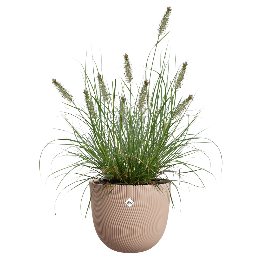 Sereh Rond 40
