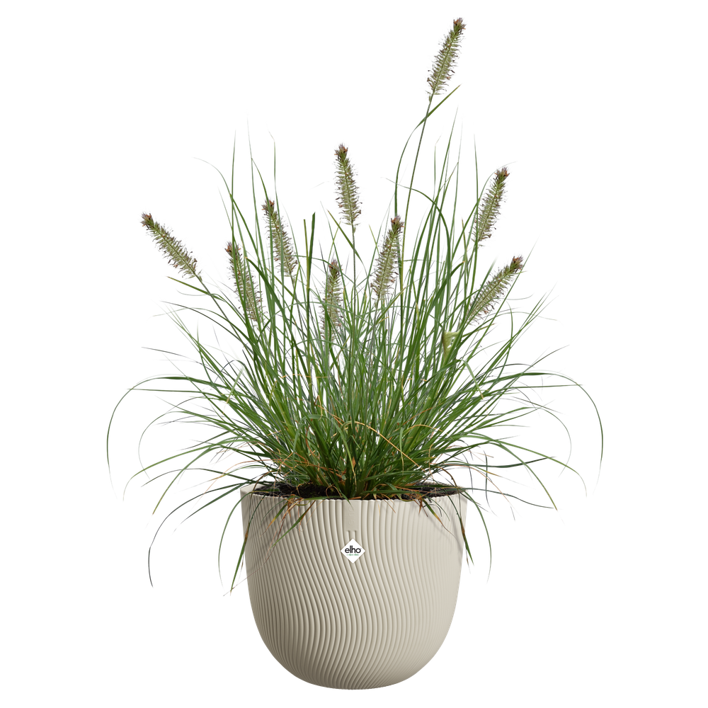 Sereh Rond 40