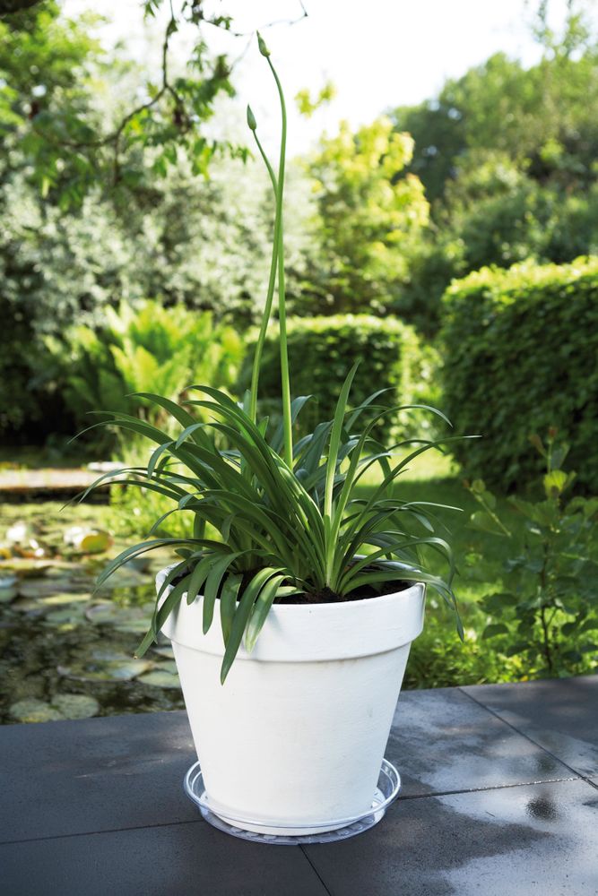 Universele Schotel Rond 25