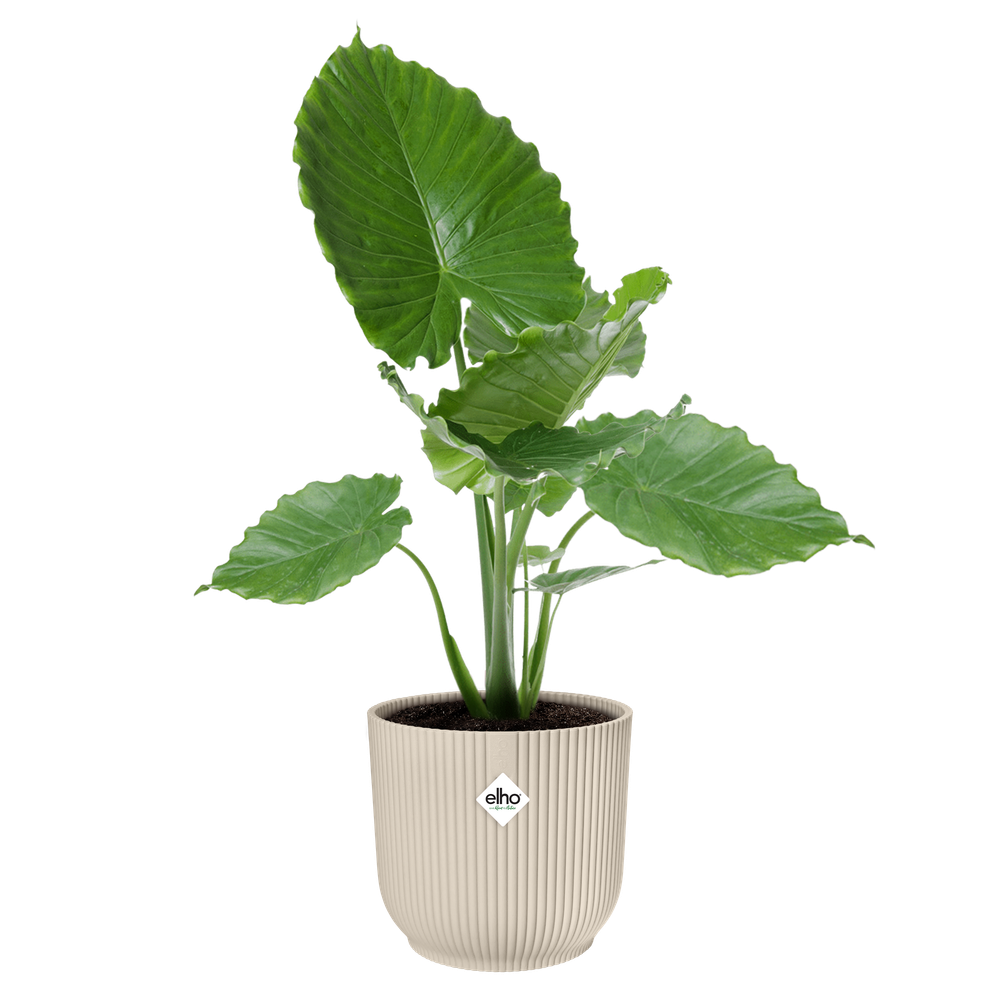 Vibes Fold Rond 47