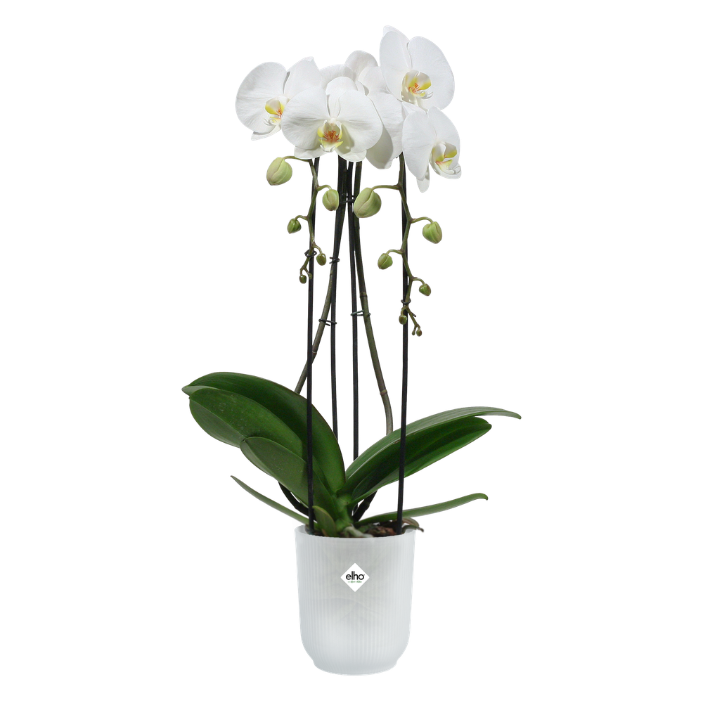 Vibes Fold Orchidee Hoog 12,5