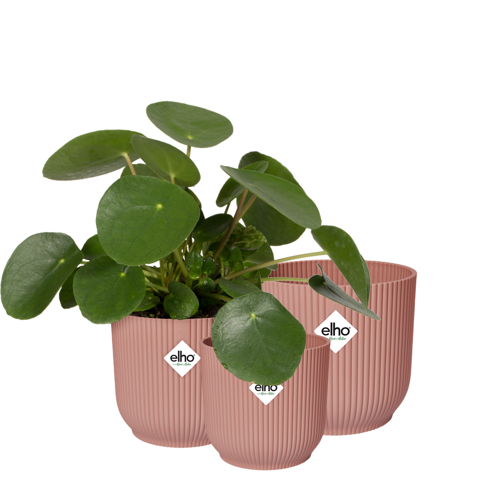 BNDL Vibes Fold Rond 14,16,18