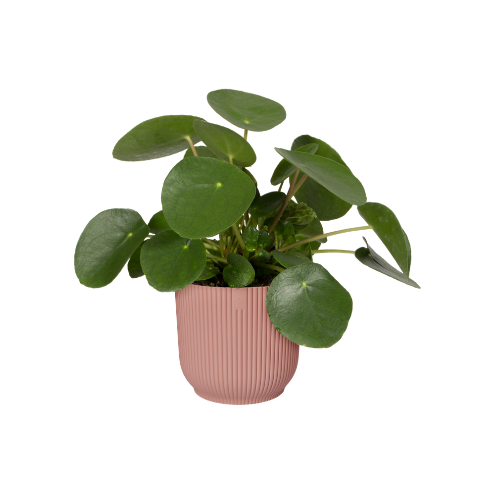 Vibes Fold Rond 22