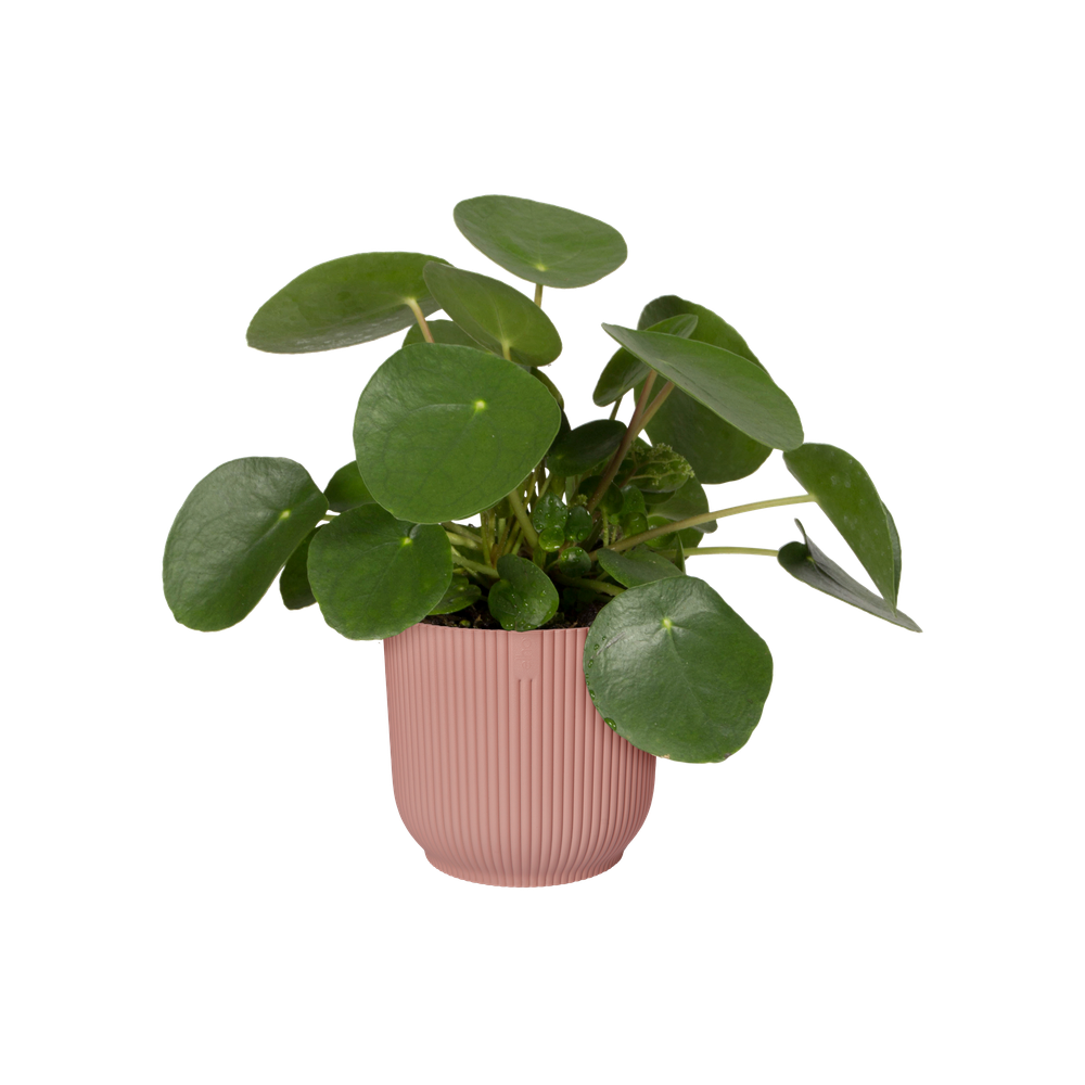 Vibes Fold Rond 35