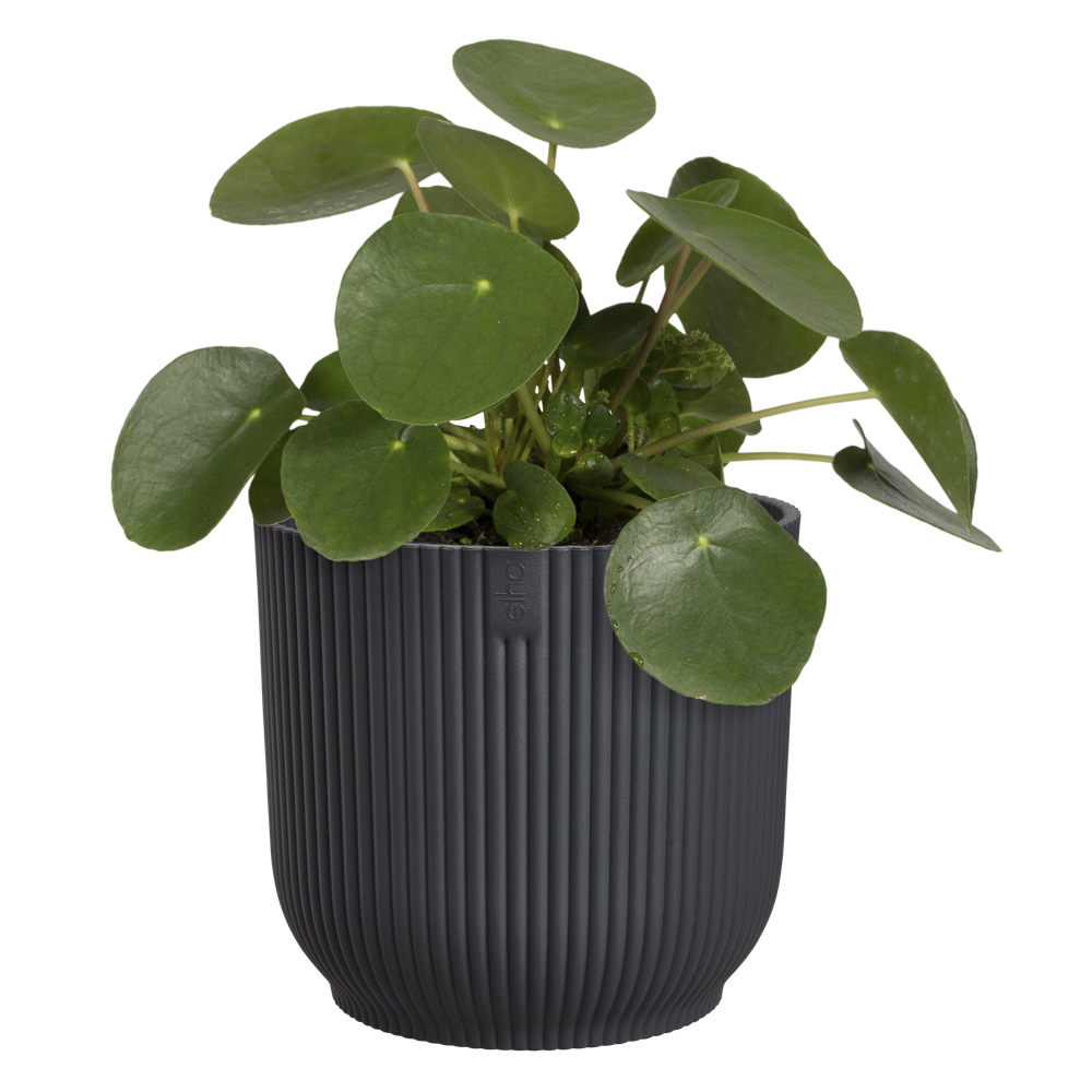 Vibes Fold Rond 22