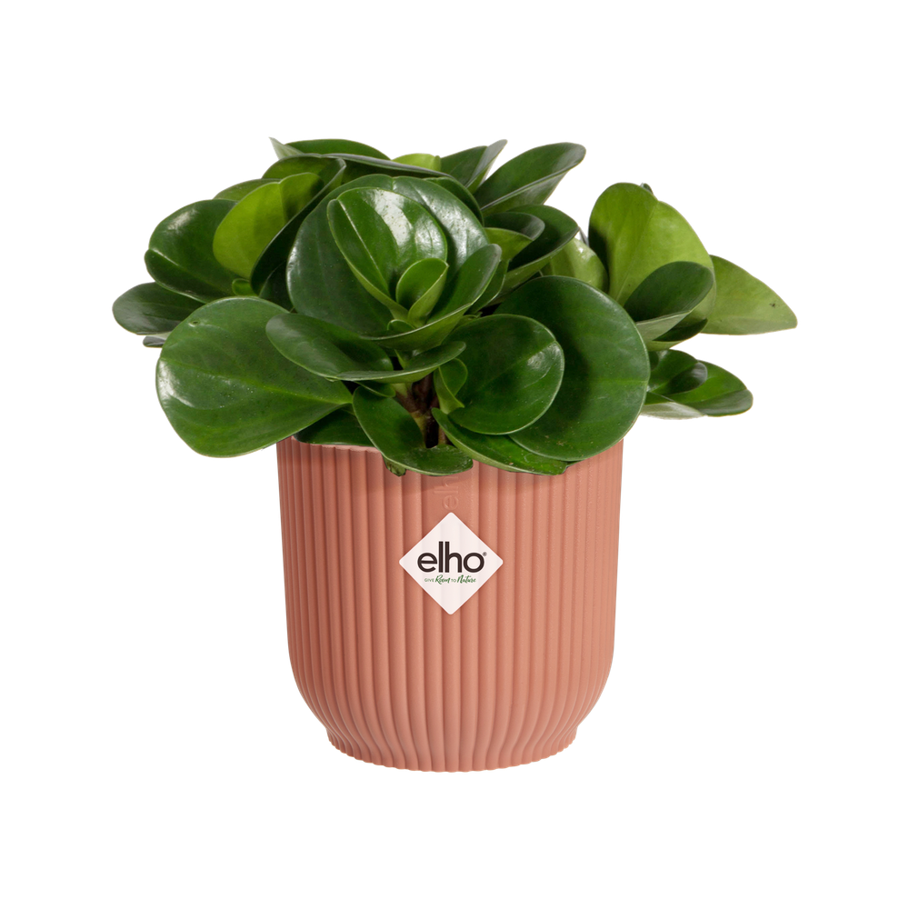 Vibes Fold Rond Mini 9